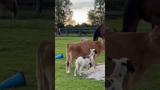 Calf donkey and lamb play king of the hill [upl. by Prentiss]