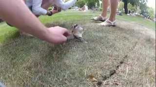 Сахарый поссум  Sugar glider  Petaurus breviceps  Possum [upl. by Goddard]