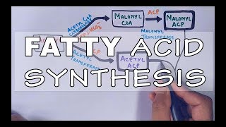 Fatty Acid Biosynthesis  Part II [upl. by Odel428]