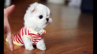 SuperCute Teacup Maltese  DOG LOVERS [upl. by Heise392]