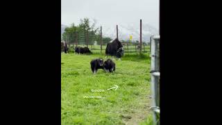 As Amanda Rose Warren would say Musk Ox Hair Dont Care alaska muskox farmlife [upl. by Rickard774]