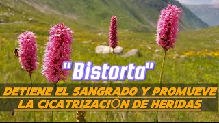 Bistorta Polygonum bistorta  Detiene el sangrado y promueve la cicatrización de heridas [upl. by Nillok231]