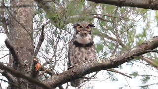 Greathorned Owl Hooting away in Broad Daylight [upl. by Noramac]