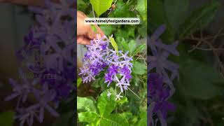 Petrea VolubilisSandpaper Vine💜Visit wwwhomelyfeelgardenscom for orders💜 [upl. by Spring]