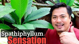 FACTS ABOUT SPATHIPHYLLUM SENSATION  Spathiphyllum Sensation Basic Care and Propagation [upl. by Veneaux]