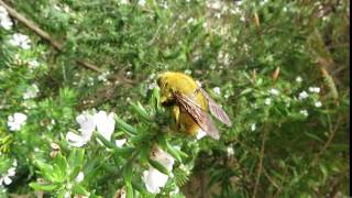 Carpenter bee Xylocopa caffra [upl. by Hurd651]