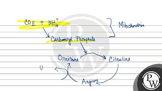 The ornithine cycle removes two waste products from the blood in liver These products are [upl. by Frye]