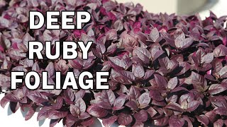 LITTLE RUBY™ Alternanthera is a compact groundcover plant  Emporium Range of Plants [upl. by Trebled]