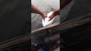 Extreme Fishing Fail fishing trending fishingmix viralshorts mixfishery [upl. by Wartow]