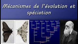 Cours TS  Mécanismes de lévolution et spéciation [upl. by Egidio76]