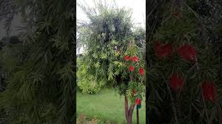 Callistemon spp  Bottle brush  Myrtaceae [upl. by Fennie]