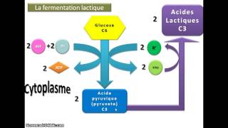 Produire de lATP par fermentation [upl. by Ebonee]