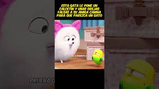 😱Esta gata le pone un calcetín y unas orejas falsas a su amiga canina viral pelis resumen [upl. by Leugimesoj392]