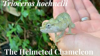 Meet the Helmeted Chameleon [upl. by Latreese]