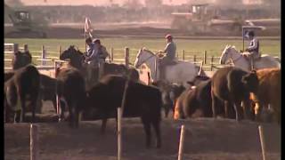 Feedlots Panorama de la zafra de terneros 2014 565 20140531 [upl. by Dorette]