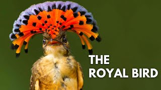 Royal Flycatcher  The Exotic Royal Bird [upl. by Reddy]