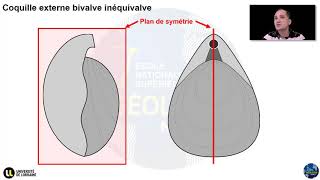 Notions élémentaires de paléontologie  Lembranchement des Brachiopodes Par Yann Hautevelle [upl. by Enaenaj]