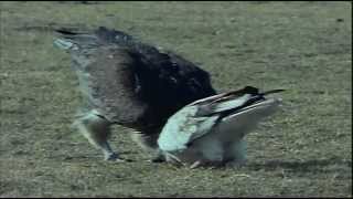 Vulture vs Ostrich Egg [upl. by Aneehsram]