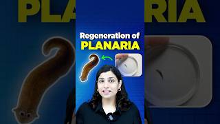 Regeneration of Planaria neetbiology riturattewal neet2025 neetbiologypreparation [upl. by Briscoe27]