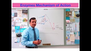 Enzymes and Catalysts [upl. by Seana675]