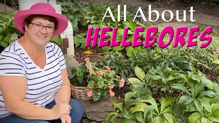 All About Hellebores  🌺🌸🌼❤️ [upl. by Charlotte]