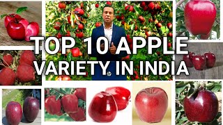 Top 10 apple variety in India apple variety seb ka business deepak Shukla annadata kisan [upl. by Averell183]