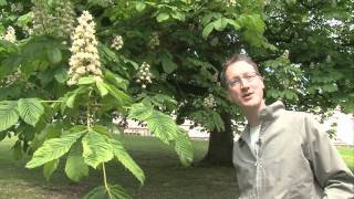 The Conker Tree Horse Chestnut [upl. by Otilia]