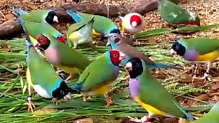 Gorgeous Gouldian Finches  my 2016 breeding stock [upl. by Unity403]