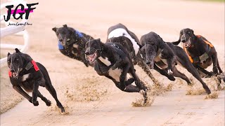 The Fastest Dogs Greyhound Racing [upl. by Haorbed]