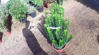 Euonymus japonicus Green Rocket Low Hedging Plant at Big Plant Nursery in West Sussex UK [upl. by Kirtley513]