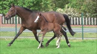 2017 Hengstfohlen von Hickstead White  Don Cavallo [upl. by Orrocos]