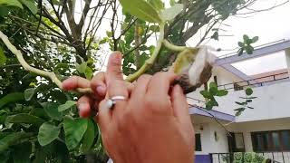 example of seed dispersal of plant calotropis gigantea [upl. by Bailie]