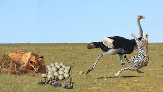 Lion Eats Baby Ostrich After Mother Ostrich Has Been Hunted By Three Cheetah  Very Touching Story [upl. by Tnecniv]