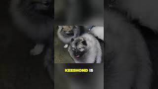 Keeshond  Surprisingly Low Maintenance Dog Breed [upl. by Annaohj229]