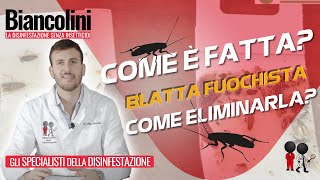 🪳​​⚠️​Blatta fuochista come è fatta e come eliminarla​​⚠️🪳 [upl. by Onit247]