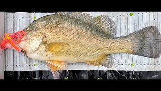 Wimmera spinnerbait comp Horsham yellowbelly fishing [upl. by Ninos]