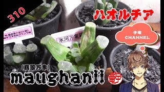 ハオルチア Haworthia maughanii（翡翠万象） [upl. by Kolk964]