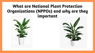 What are National Plant Protection Organizations NPPOs  What is the role of the NPPOs [upl. by Enimisaj]