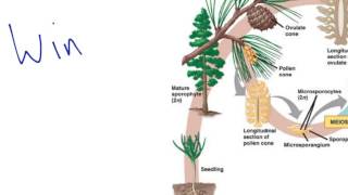 Gymnosperm Reproduction [upl. by Apurk889]