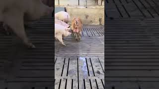 New Young Boar check old Sows on Pig Farm withme pig animals epicmamachinery [upl. by Rafaelof]