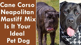 Cane Corso Neapolitan Mastiff Mix Is It Your Ideal Pet Dog [upl. by Oskar738]