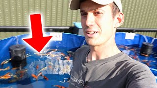 Koi Farm Open Day Preview  TOMORROW [upl. by Ellemac27]