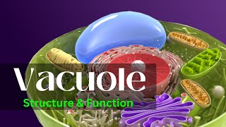 Vacuole  Vacuoe structure and function  Vacuole class 11 [upl. by Leahcimsemaj758]