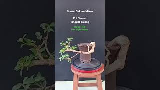 Bonsai Sakura Mikro  usia 4 tahun  WA 085921673216 [upl. by Pena]