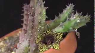 Huernia hystrix  Aasblume Carrion Flower [upl. by Naujej]