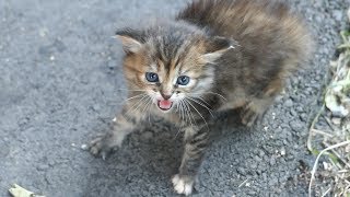 New little kitten hisses at me [upl. by Itaws783]