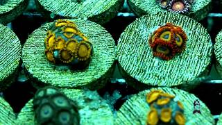 Lets talk Corals  Zoanthids  Palythoas [upl. by Oaht874]