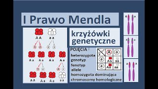 Podstawowe prawa dziedziczenia Krzyżówki genetyczne [upl. by Scales360]