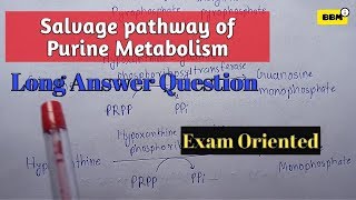 Salvage pathway of purines  biochemistry  Degradation of purines [upl. by Hubert866]