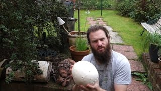 Giant puffball Calvatia gigantea [upl. by Baum]